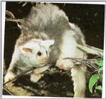 Greater glider (J01)