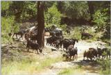Misc Animals from Greece  - Cows in the forest.jpg