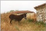 Misc Animals from Greece  - Donkey1.jpg
