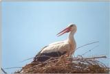 Birds from Greece - Stork1.jpg