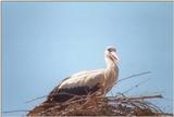 Birds from Greece - Stork2.jpg