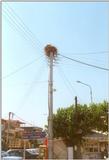 Birds from Greece - Storks nest.jpg