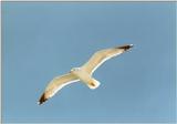 Misc Animals from Greece  - Gull in the air1.jpg