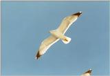 Misc Animals from Greece  - Gull in the air2.jpg