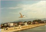 Birds from Greece - Gull over harbour.jpg