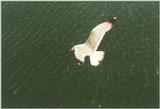 Birds from Greece - Gull over sea.jpg