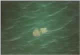 Misc Animals from Greece  - Jellyfish.jpg