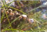 Misc Animals from Greece - Snails.jpg