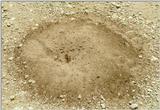 Insects from Greece 3 - Ant-Lion.jpg