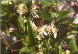 Insects from Greece 1 - Brown Butterfly on Clematis