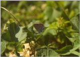Insects from Greece 1 - Blue butterfly.jpg