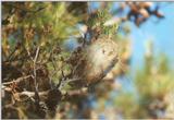Insects from Greece 3 - Caterpillar nest.jpg