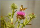 Insects from Greece 2 - Swallowtail Butterfly