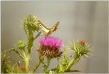 Insects from Greece 2 - Swallowtail Butterfly2.jpg