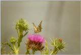 Insects from Greece 2 - Swallowtail Butterfly 3.jpg