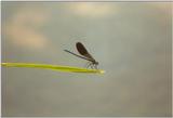Insects from Greece 1 - Damselfly2.jpg