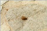 Insects from Greece 3 - Dead beetle with ants