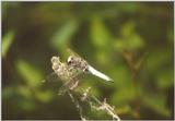Insects from Greece 1 - Dragonfly1.jpg