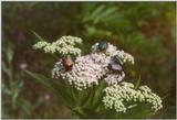 Insects from Greece 1 - Beetles.jpg