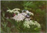 Insects from Greece 1 - Beetles2.jpg