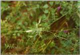 Insects from Greece 3 - Grasshopper2.jpg