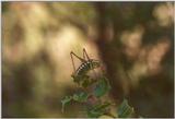 Insects from Greece 3 - Grasshopper4.jpg