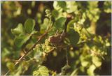 Insects from Greece 3 - Grasshopper5.jpg