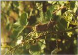 Insects from Greece 3 - Grasshopper6.jpg