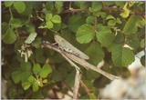 Insects from Greece 3 - Grasshopper7.jpg