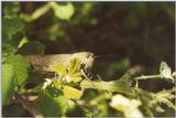 Insects from Greece 3 - Grasshopper8.jpg