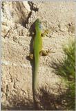 Frogs and Lizards from Greece - Green Lizard2.jpg