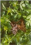 Insects from Greece 3 - Mating butterflies.jpg