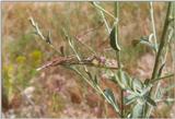 Insects from Greece 1 - Praying Mantis.jpg