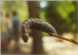 Insects from Greece 2 - Puss Moth caterpillar