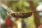 Insects from Greece 2 - Puss Moth caterpillar