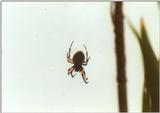 Insects from Greece 3 - Spider.jpg