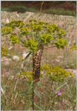 Insects from Greece 2 - Spurge Hawkmoth caterpillar