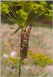 Insects from Greece 2 - Spurge Hawkmoth caterpillar
