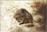 Tortoise Flood - schildpad2.jpg