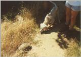 Tortoise Flood - schildpad met hond.jpg