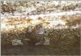 Frogs and Lizards from Greece - Yellow-bellied Toad1.jpg