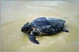Soft-Shell-Tortle?????? -- sea turtle