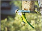 Backyard bandits - GreenParrot2.jpg (0/1)