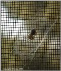 Spider in my window