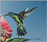 Hummingbird - green violet-ear hummingbird 01