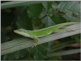 Common Anole