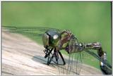 Green Dragon Fly