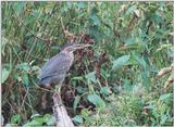 Green Heron 1