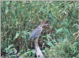 Green Heron 2