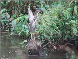 Green Heron 3